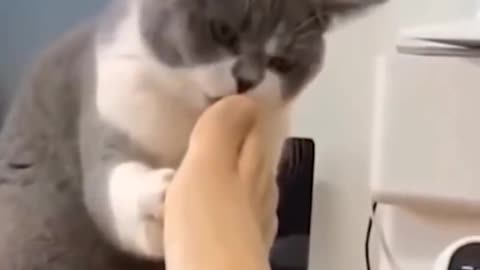 Cat play with man foot