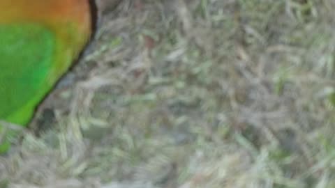 Love birds breeding