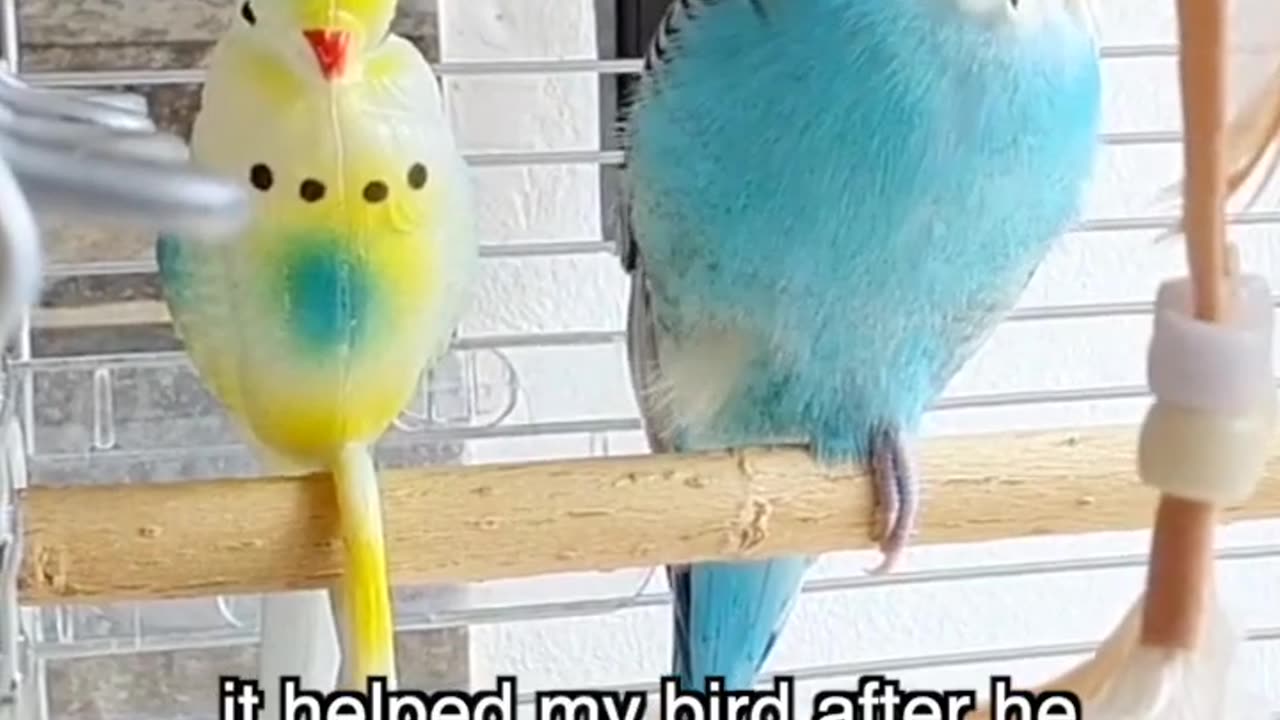 Must Have Amazon Bird Toy