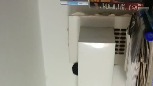 Cat Climbs Through Ventilation