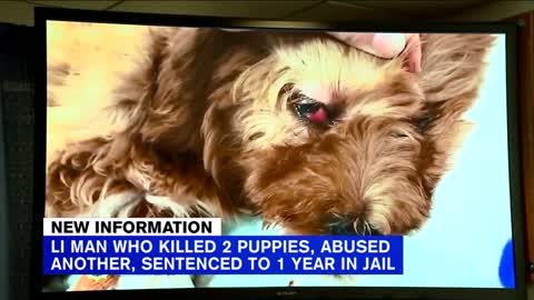 LI man sentenced to jail for animal abuse