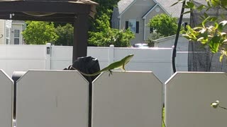 Fence Dragon