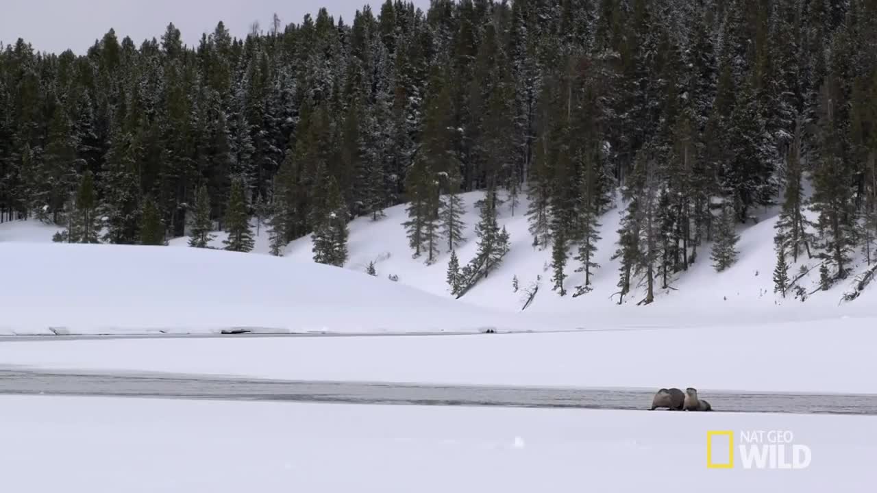 River Otters on the Run Wild Yellowstone