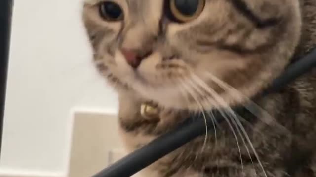 Cute Cat thinks its a Real Mouse 🤣