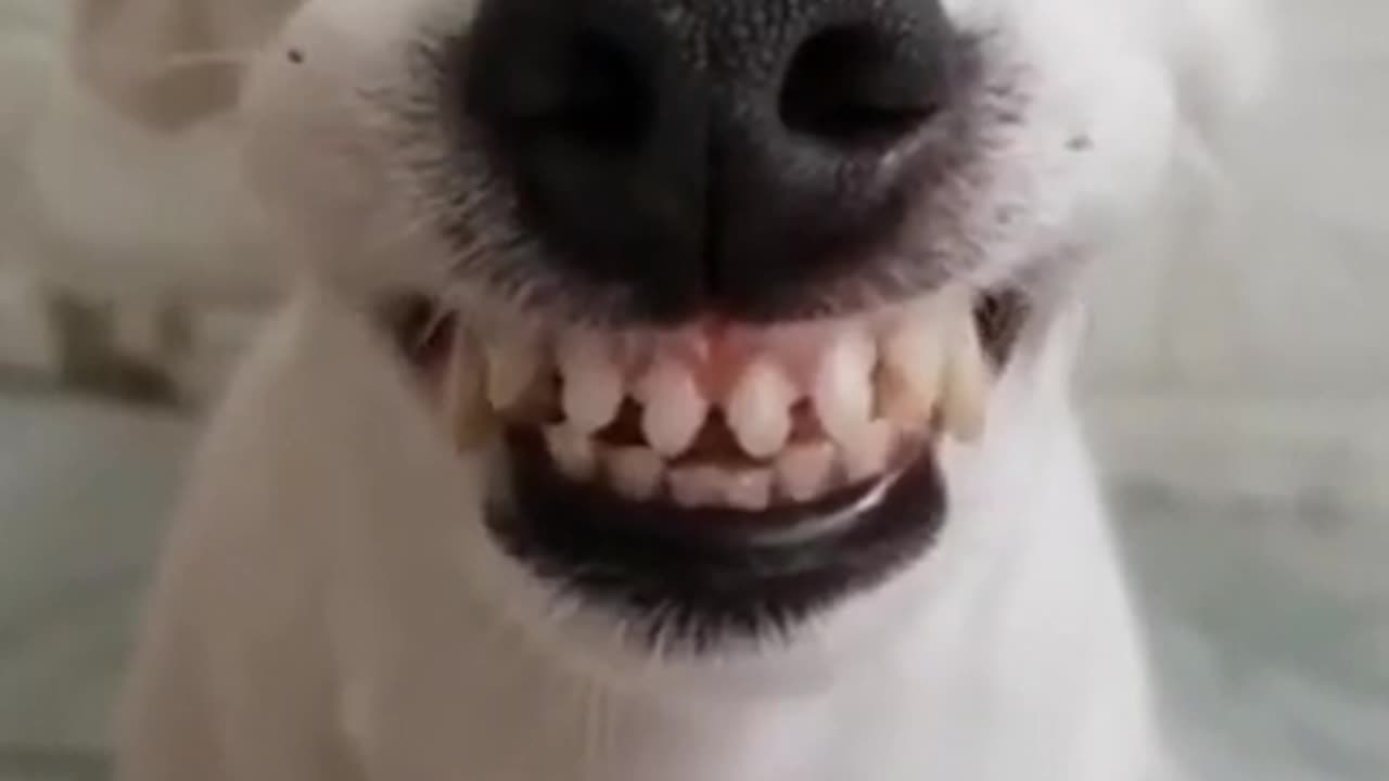 Adorable Dogs Smiling🐕🐶