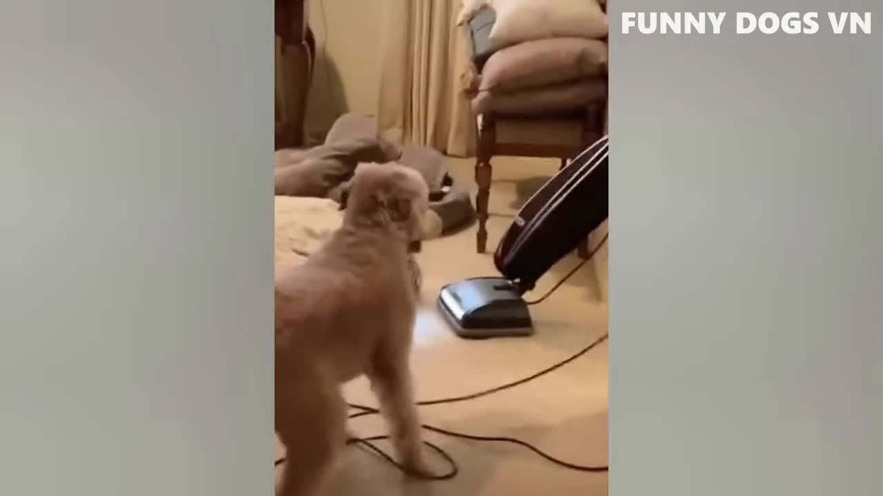 Funniest Animals Video Funny Dogs And Cats