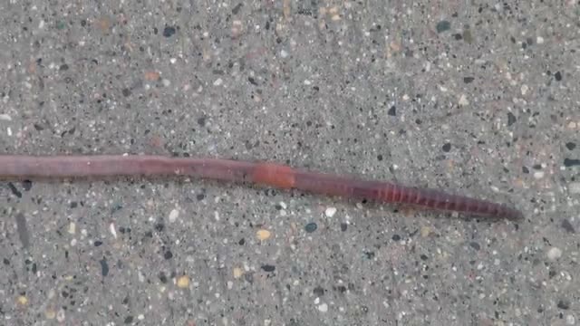 Earthworm (Lumbricus) Locomotion_Cut