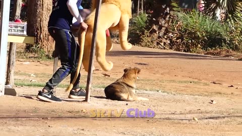 Aluminum box vs dog prank very funny..