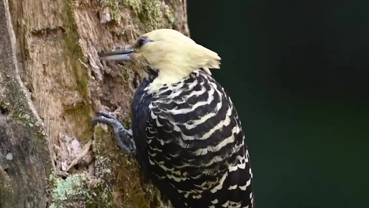 A Blonde crested Woodpecker