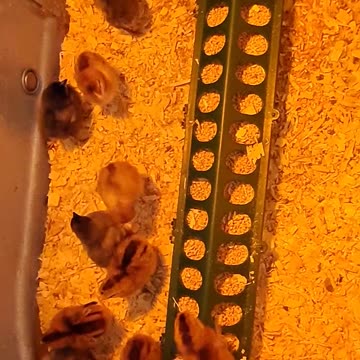 Orange Light Chicks #shorts