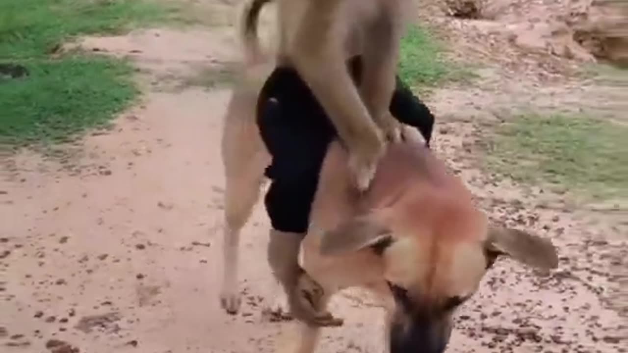 Funny animal video🤣🤣🤣