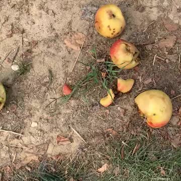 DID YOU KNOW BEES EAT APPLES?