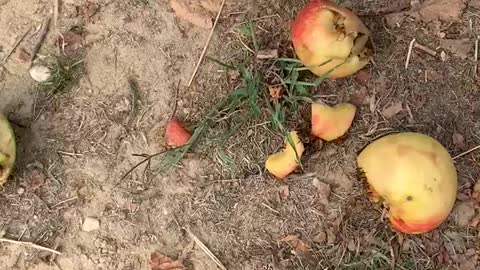 DID YOU KNOW BEES EAT APPLES?