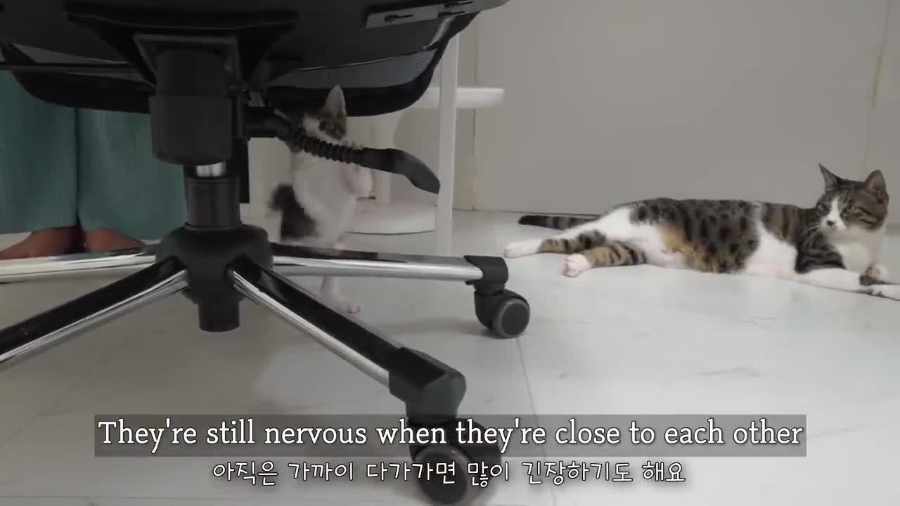 How Will the Rescued Kitten React When He Sees the Big Cat's Fight? │ Episode.9