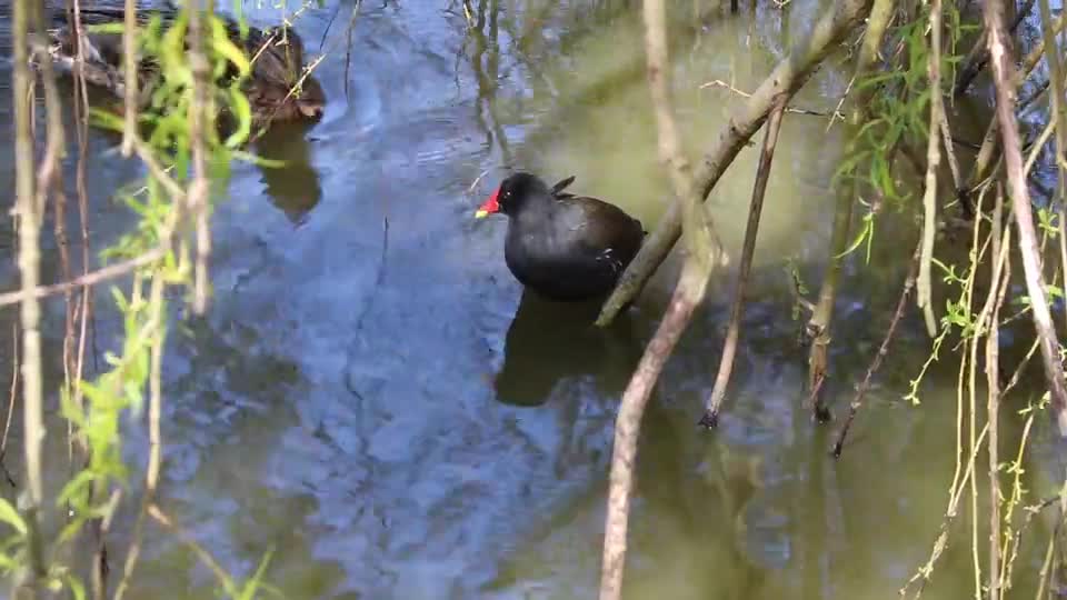 Watch a quarrel between ducks in the lake jungle