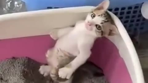 Funny cats