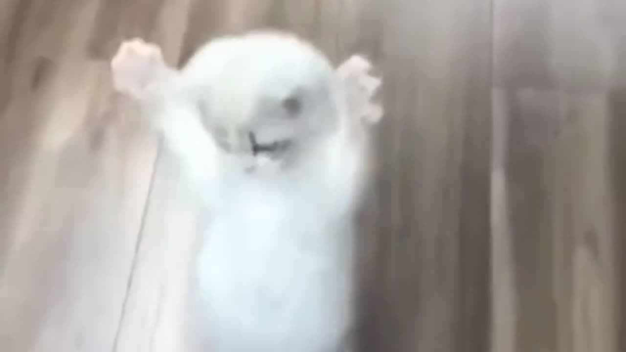 Neccery for cat 😺