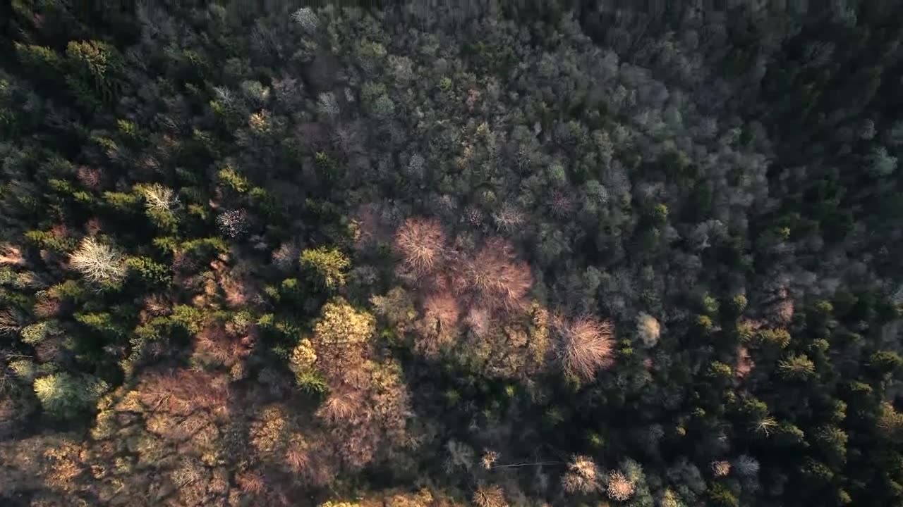 Flying Over Alpine Forest