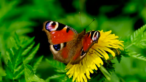 Beautiful butterfly on a flower