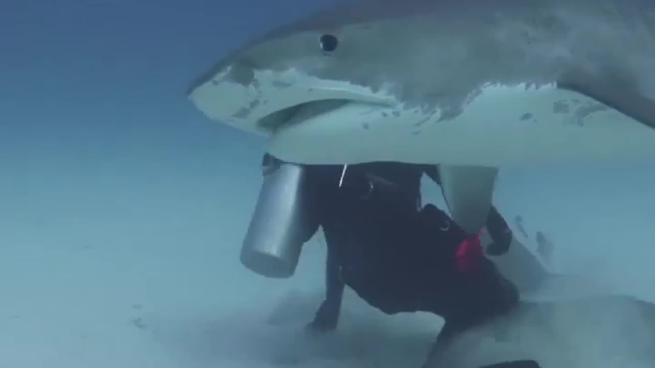 Dreadful Shark closeup encounter