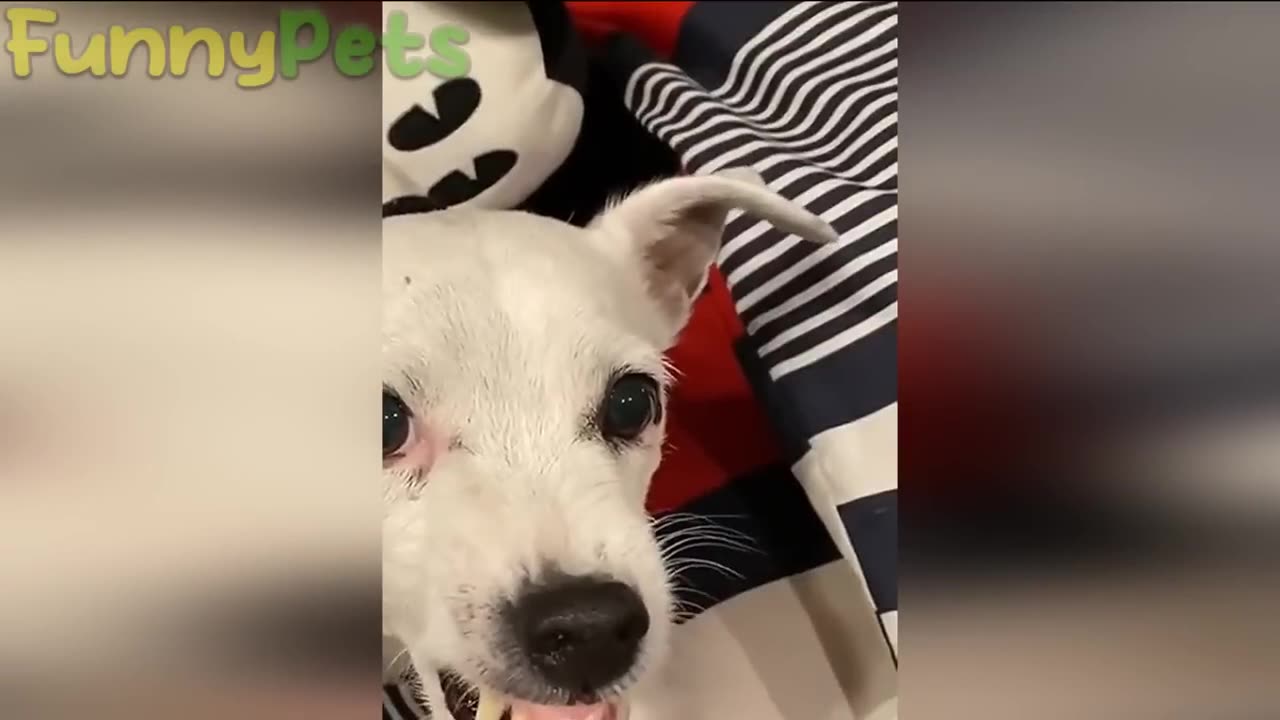 Best funniest animal video 2023😂