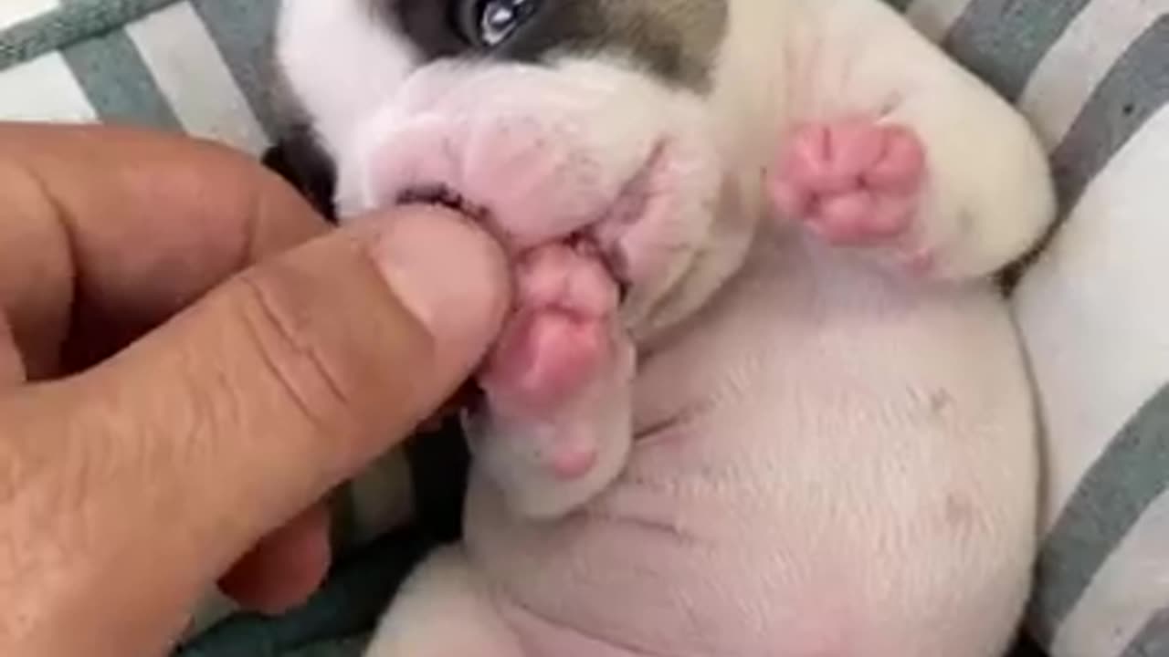 Naughty dog
