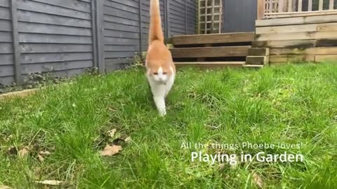 Funny animals