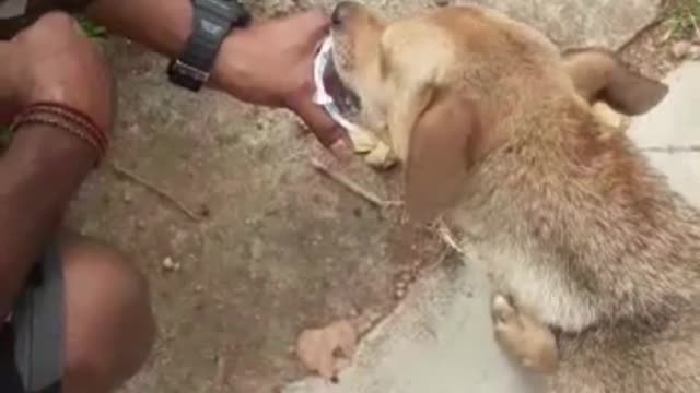 Carering for street Dog