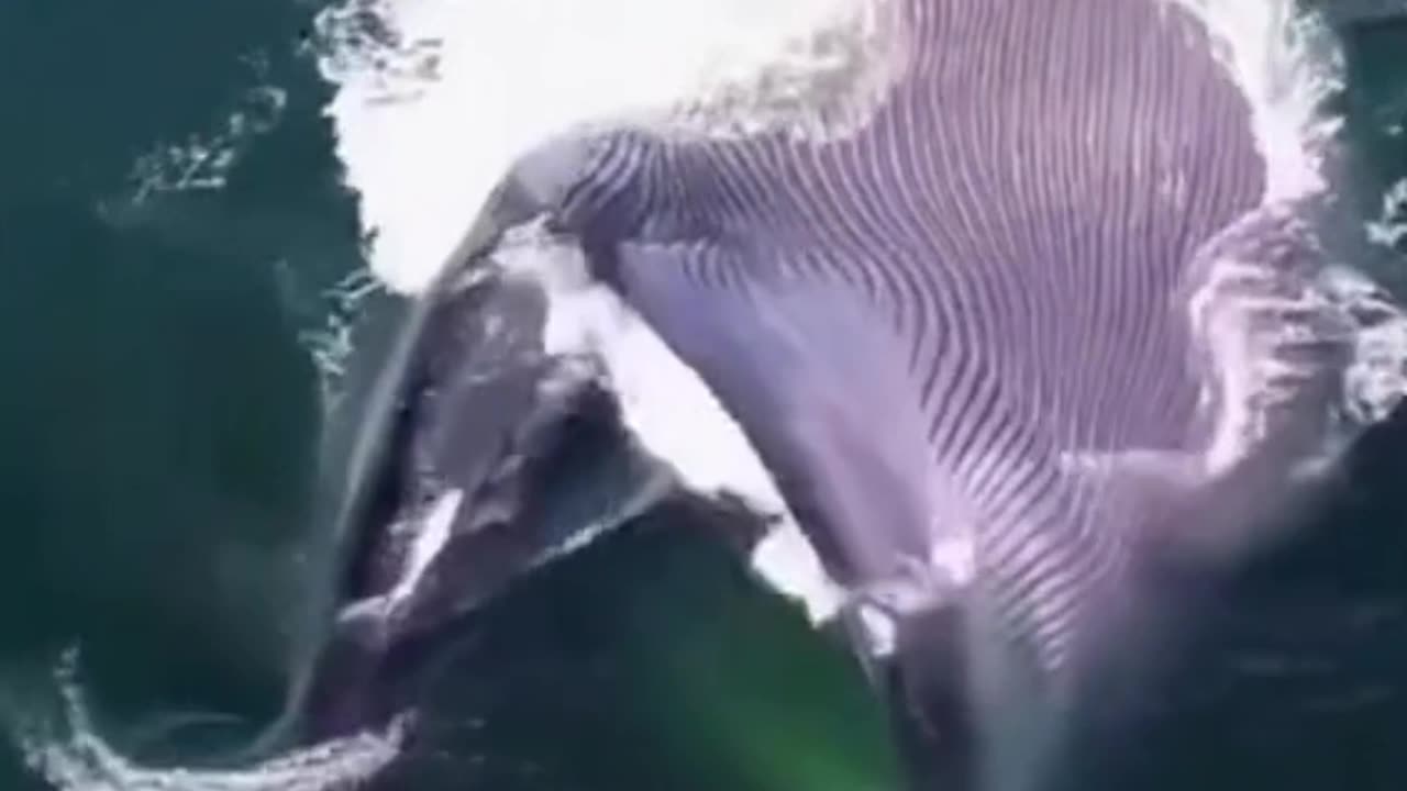 this is how the whale sounds when it makes a sound