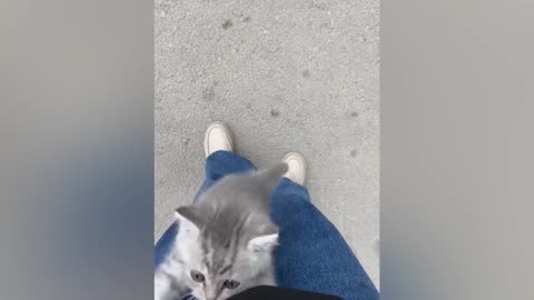 "Laugh Unleashed: Hilarious Animal Antics That Will Brighten Your Day!" PART-7