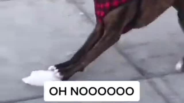 Ice + Doggo = 😂😂👋 - Funny Dogs Videos 2021 😂😂 #2