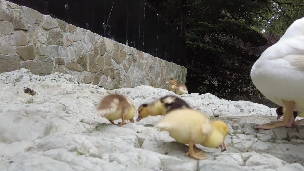 Ducks and their young