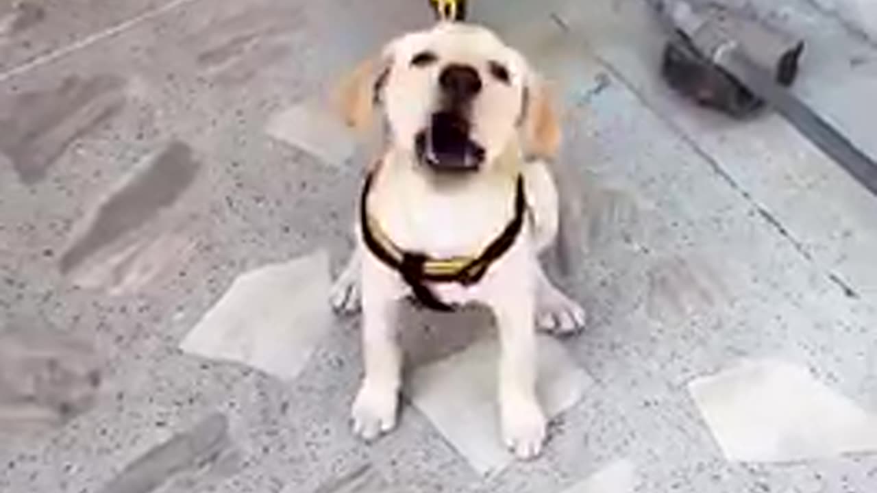 Roxy