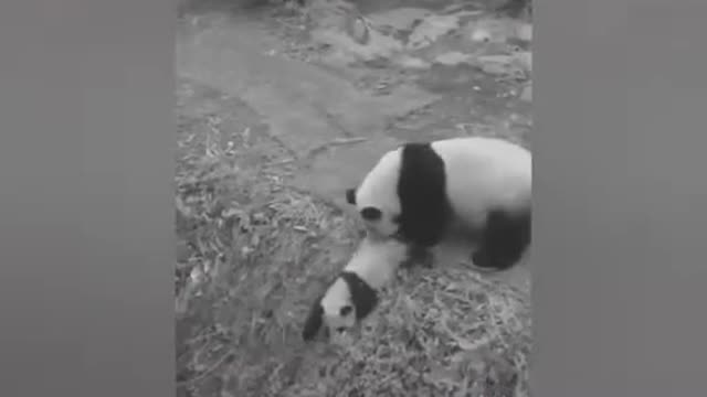 Funny Panda Compilation Video