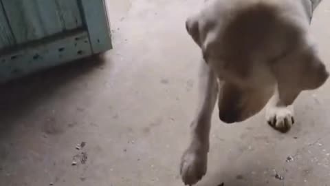 Funny videos 😂