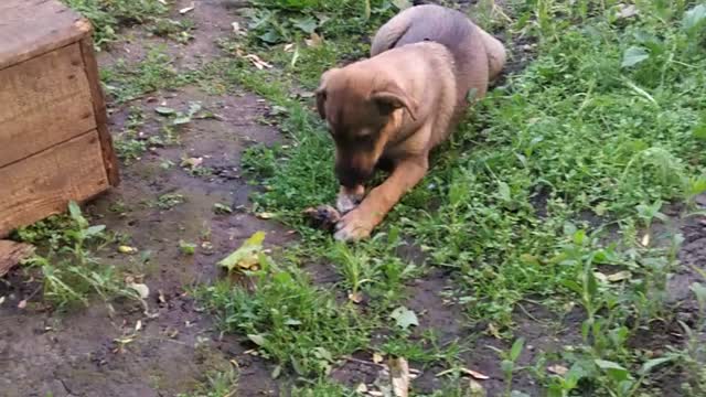 my favorite puppy eats a fish head and guinea pig eats spur