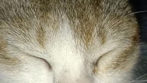 My Cute cat