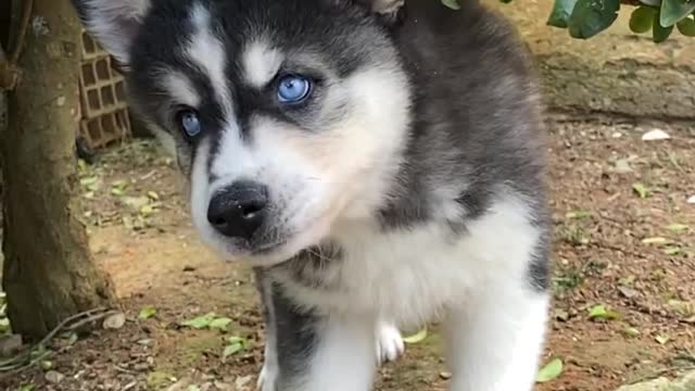 amazing dog eyes