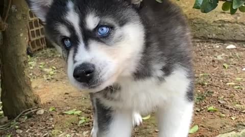 amazing dog eyes