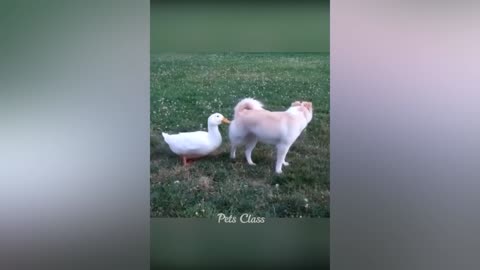 Funny ANIMALS video (7)