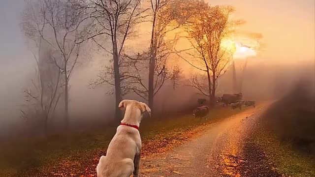 Fantasy | Dog Love | Nature Love | #Travel #Nature #Beauty #Dog