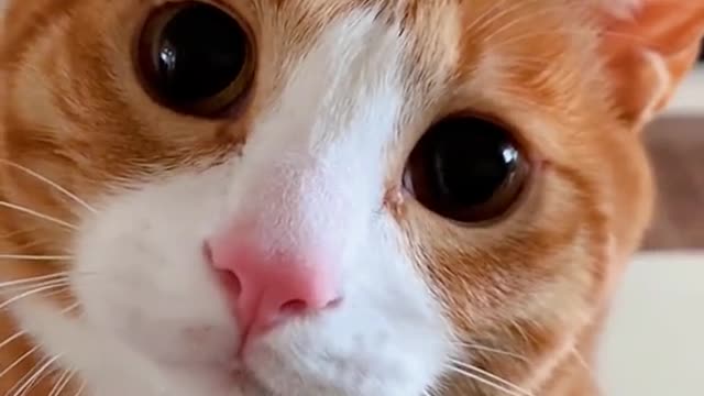 Shape of cat