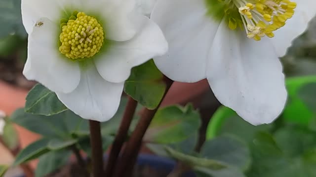 Winter rose,hellebore