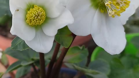 Winter rose,hellebore