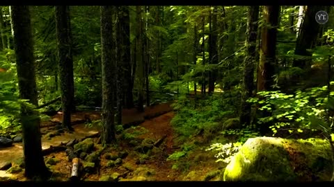 Relaxing Music | Sleeping, Meditation, Stress Relief | [898] ⭐️