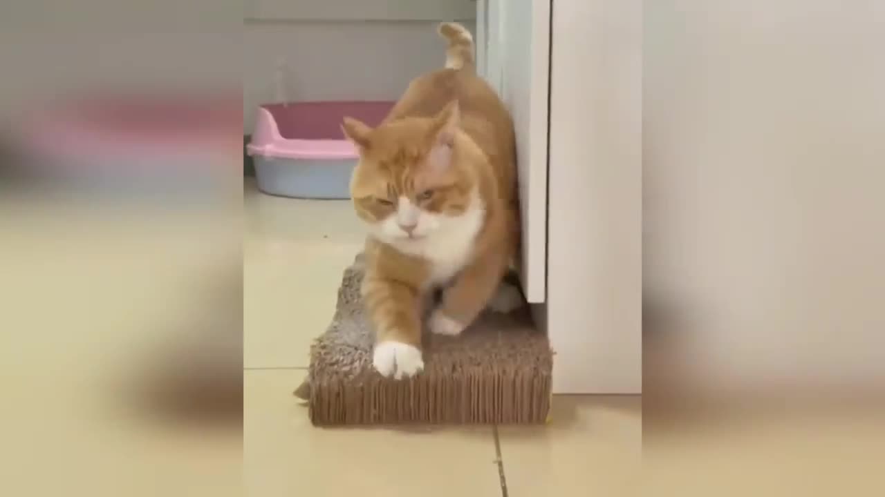 Funny cats and dogs funniest animals funny video of pets❤️🐶