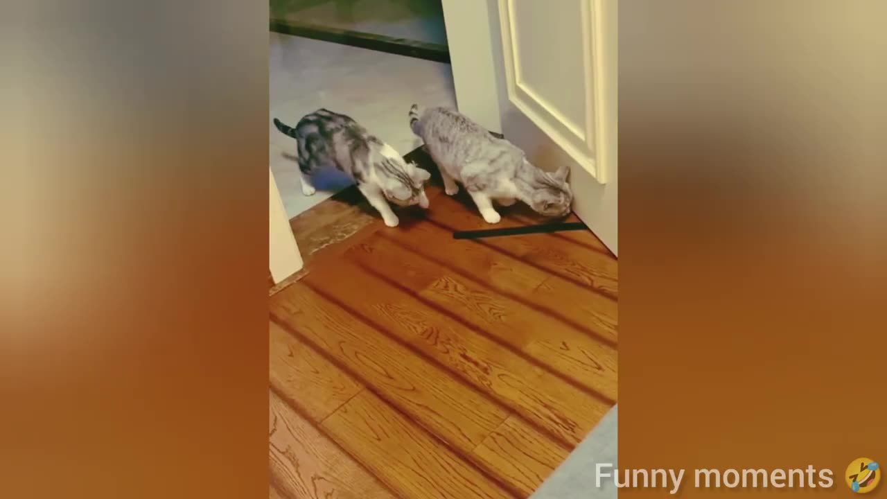 funny cat videos