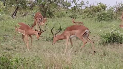 Impala ramps fighting funny