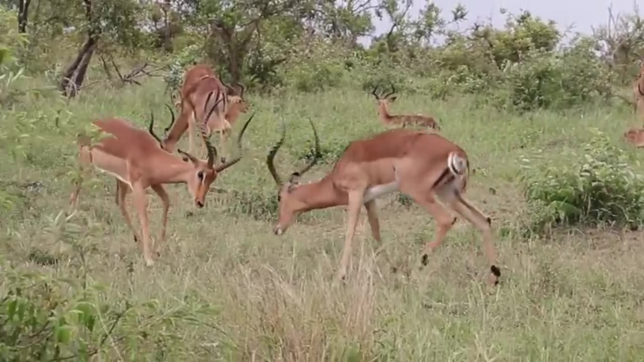 Impala ramps fighting funny