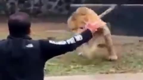 Lion Sees Her Ded After YEARS!